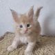 Maine Coon Cats for sale in Temple, TX, USA. price: $400