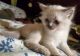 Maine Coon Cats for sale in Swannanoa, NC 28778, USA. price: $200