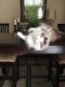 Maine Coon Cats for sale in Mayfield Heights, OH, USA. price: NA