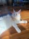 Maine Coon Cats for sale in Portland, OR, USA. price: $2,300