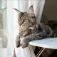 Maine Coon Cats for sale in Texas Medical Center, Houston, TX 77030, USA. price: $500