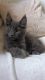 Maine Coon Cats for sale in 909 Copes Ln, West Chester, PA 19380, USA. price: $450