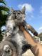 Maine Coon Cats for sale in Hollywood, FL, USA. price: $1,800