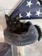 Maine Coon Cats for sale in Tallassee, AL 36078, USA. price: NA