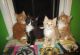 Maine Coon Cats for sale in Dallas, TX, USA. price: $800