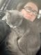 Maine Coon Cats for sale in Nashua, NH, USA. price: $2,000