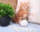 Maine Coon Cats for sale in New York, NY, USA. price: $800