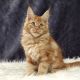 Maine Coon Cats for sale in Boston, MA, USA. price: $700