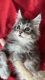 Maine Coon Cats for sale in Staten Island, NY, USA. price: $2,200