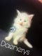 Maine Coon Cats for sale in Tampa, FL, USA. price: $3,000