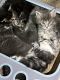 Maine Coon Cats for sale in Wichita, KS, USA. price: $2,200