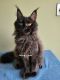 Maine Coon Cats for sale in Ann Arbor, MI, USA. price: NA