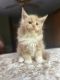 Maine Coon Cats for sale in Philadelphia, PA, USA. price: $2,000