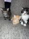 Maine Coon Cats for sale in Battle Creek, MI, USA. price: $1,000