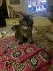 Maine Coon Cats for sale in Ashland, KY, USA. price: $500