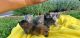Maine Coon Cats for sale in La Mirada, CA, USA. price: $1,000