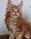 Maine Coon Cats for sale in Chico, TX 76431, USA. price: $850