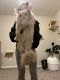 Maine Coon Cats for sale in Dallas, TX, USA. price: $3,500