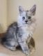 Maine Coon Cats for sale in Las Vegas, NV 89141, USA. price: NA