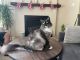 Maine Coon Cats for sale in Thousand Oaks, CA 91360, USA. price: $200