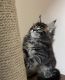 Maine Coon Cats for sale in 909 Copes Ln, West Chester, PA 19380, USA. price: $600