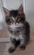 Maine Coon Cats for sale in Concord, NH, USA. price: $525