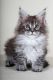 Maine Coon Cats