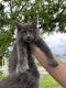 Maine Coon Cats for sale in Hollywood, FL, USA. price: $2,500