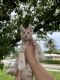 Maine Coon Cats for sale in Hollywood, FL, USA. price: $2,300