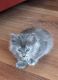 Maine Coon Cats for sale in Vancouver, WA, USA. price: $150