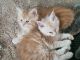 Maine Coon Cats for sale in Columbus, OH, USA. price: $900