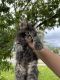 Maine Coon Cats for sale in Hollywood, FL, USA. price: $2,400