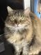 Maine Coon Cats for sale in Fredericksburg, VA 22401, USA. price: $100