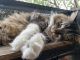 Maine Coon Cats for sale in Arlington, TX 76017, USA. price: NA