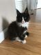Maine Coon Cats for sale in Waterford, ME 04088, USA. price: $1,300