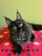 Maine Coon Cats for sale in Ann Arbor, MI, USA. price: $2,300