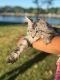 Maine Coon Cats for sale in Secaucus, NJ, USA. price: NA