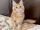 Maine Coon Cats for sale in Miami Beach, FL, USA. price: NA