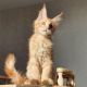 Maine Coon Cats for sale in Aurora, IL, USA. price: NA