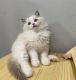 Maine Coon Cats for sale in Denver, CO, USA. price: NA