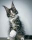 Maine Coon Cats for sale in Salt Lake City, UT, USA. price: NA