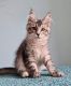 Maine Coon Cats for sale in Jersey City, NJ, USA. price: NA