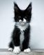 Maine Coon Cats for sale in San Diego, TX 78384, USA. price: NA