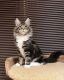 Maine Coon Cats for sale in Albuquerque, NM, USA. price: NA