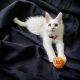 Maine Coon Cats for sale in Roseville, CA, USA. price: $2,200