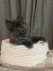 Maine Coon Cats for sale in Roseville, CA, USA. price: $3,000