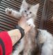 Maine Coon Cats for sale in Tampa, FL, USA. price: $1,000
