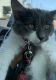 Maine Coon Cats for sale in Cincinnati, OH, USA. price: $1,300