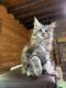 Maine Coon Cats for sale in Philadelphia, PA, USA. price: $2,000