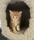 Maine Coon Cats for sale in North Port, FL, USA. price: $1,500